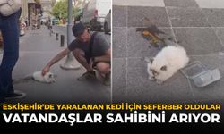 Eskişehir'de Yaralanan Kedi İçin Seferber Oldular: Vatandaşlar Sahibini Aranıyor