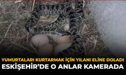 Yumurtalarını Kurtarmak İçin Yılanı Koluna Doladı: Eskişehir’de O Anlar Kamerada