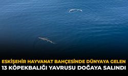 Eskişehir Hayvanat Bahçesinde Dünyaya Gelen 13 Köpek Balığı Yavrusu Doğaya Salındı