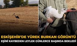 Eskişehir'de Yürek Burkan Görüntü: Eşini Kaybeden Leylek Günlerce Başında Bekledi
