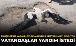 Eskişehir'de Yaralı Leylek 4 Gündür Kurtarılmayı Bekliyor: Vatandaşlar Yardım İstedi