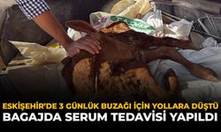 Eskişehir'de 3 Günlük Buzağı İçin Yollara Düştü : Bagajda Serum Tedavisi Yapıldı