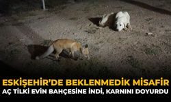 Eskişehir’de Beklenmedik Misafir: Aç Tilki Evin Bahçesine İndi, Karnını Doyurdu