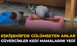 Eskişehir'de Gülümseten Anlar: Güvercinler Kedi Mamalarını Yedi