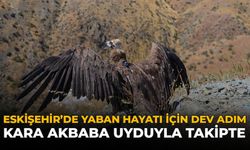 Eskişehir'de Yaban Hayatı İçin Dev Adım: Kara Akbaba Uyduyla Takipte