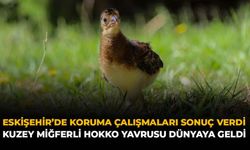 Eskişehir’de Koruma Çalışmaları Sonuç Verdi: Kuzey Miğferli Hokko Yavrusu Dünyaya Geldi