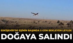 Eskişehir’de Eşinin Başında 5 Gün Bekleyen Leylek Doğaya Salındı