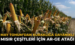 MAY Tohum’dan Kuraklığa Dayanıklı Mısır Çeşitleri İçin Ar-Ge Atağı