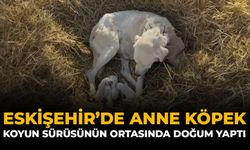 Eskişehir'de Anne Köpek Koyun Sürüsünün Ortasında Doğum Yaptı