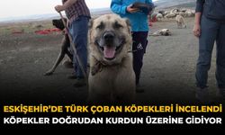 Eskişehir'de Türk Çoban Köpekleri İncelendi: "Köpekler Doğrudan Kurdun Üzerine Gidiyor"