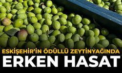 Eskişehir'in Ödüllü Zeytinyağında Erken Hasat