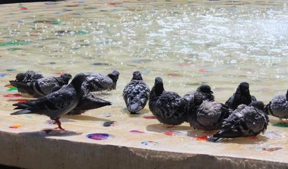 Sıcaktan Bunalan Güvercinler Süs Havuzunda Serinliyor