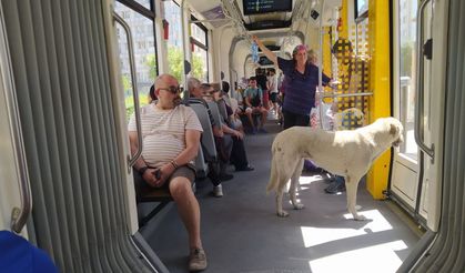 Sevimli Köpek Serinlemek İçin Tramvayda Yolculuk Yaptı