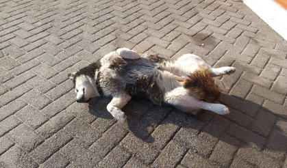 Sevimli Köpek Güzel Havanın Tadını Çıkardı