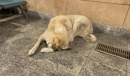 Soğukta Üşüyen Can Dostlar Sığınacak Yer Aradı