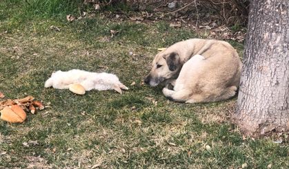 Eskisehir'de Sokak Köpeği, Ölen Tavşanın Başında Bekledi