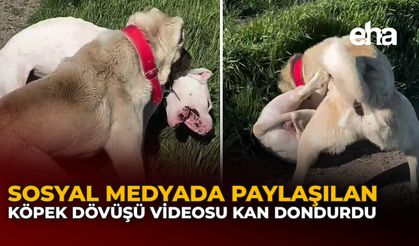 Sosyal Medyada Paylaşılan Köpek Dövüşü Videosu Kan Dondurdu