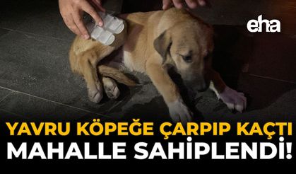Yavru Köpeğe Çarpıp Kaçtı, Mahalle Sahiplendi!