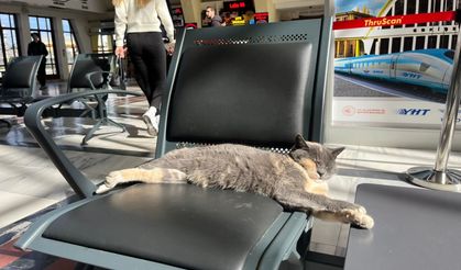 Soğuktan Kaçan Kedi Gar Yolcularını Gülümsetti