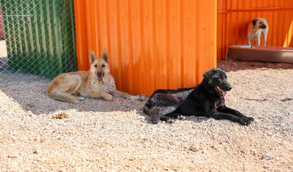 Büyükşehir Belediyesi’nden Hayvanlar İçin Mama ve Bağış Çağrısı