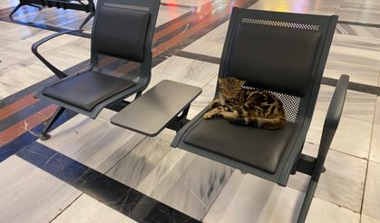 Eskişehir Tren İstasyonu’nun Sevimli Misafirleri: Kediler Yolcuların İlgi Odağı!