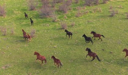 Kırsal Alanda Çekilen Yılkı Atları Şölen Oluşturdu!