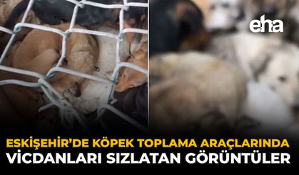 Eskişehir’de Köpek Toplama Araçlarında Vicdanları Sızlatan Görüntüler
