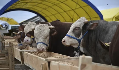 Kurbanlık Fiyatları Cep Yakacak: En Ucuz ve En Pahalı Kurbanlıklar Bu Fiyattan Satılacak