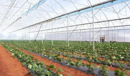 Çiftçiye Bayram Geldi: 400 Bin Üretici 2 Yıl Taksit Ödemeden Destek Alacak