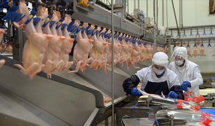 Tavuk Şirketlerine Operasyon: 8 İlde 32 Kişi Gözaltına Alındı
