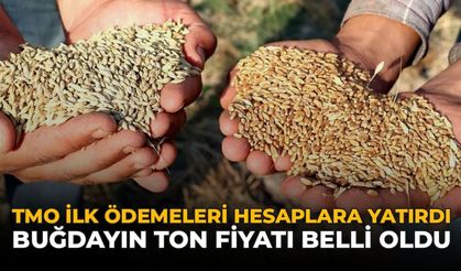 Çiftçinin Beklediği Ödeme Başladı: TMO Hesaplara Para Yatırmaya Başladı