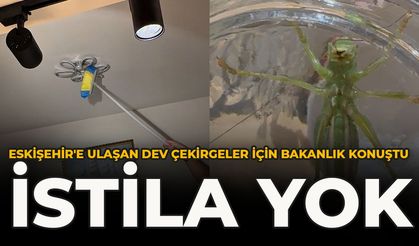 Eskişehir'e Ulaşan Dev Çekirgeler İçin Bakanlık Konuştu: İstila Yok
