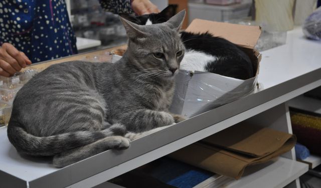Çarşı İçindeki Dükkanda Beslenen Kedilerin Zehirlenerek Öldürüldüğü İddia Edildi