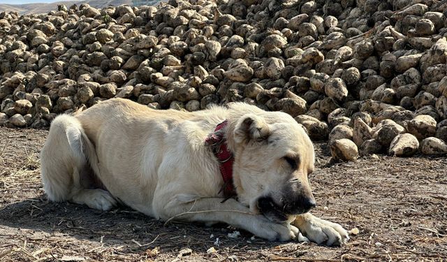 Bu Köpek Günde 4 Kilogram Pancar Yiyor