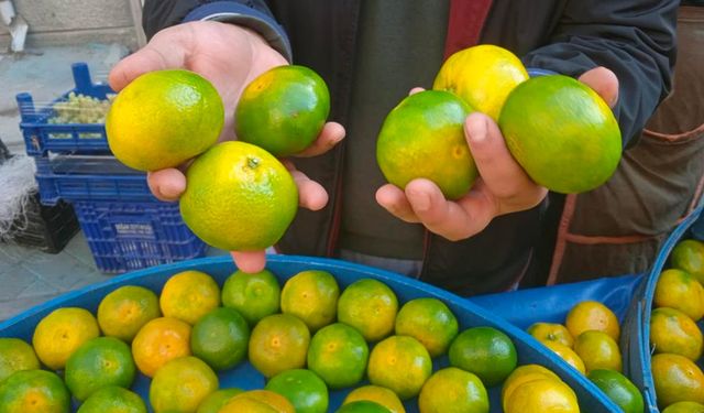 Pazarcının Mandalina Satışından Beklentisi Yüksek