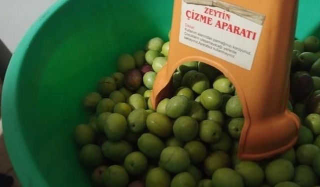 Eskişehir’de Zeytin Rekoltesi Düştü