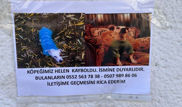 Eskişehir’de Kayıp Hayvan İlanları Artıyor