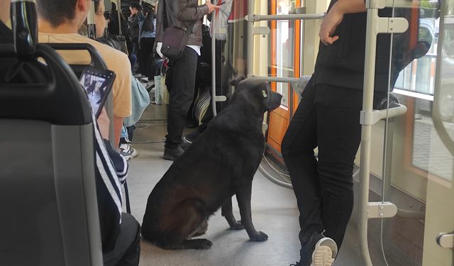 Köpeğin Tramvay Seyahati İlgi Çekti