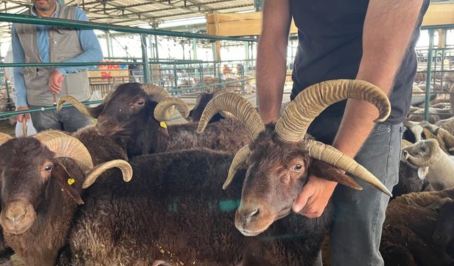 Kurban Pazarında Dikkat Çeken Görüntüler