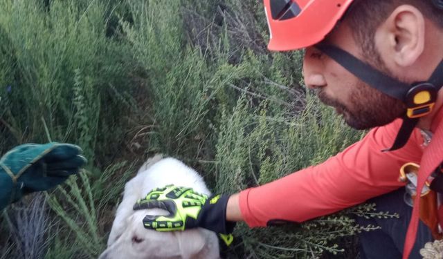 Zor Durumdaki Köpeği AKUT Kurtardı