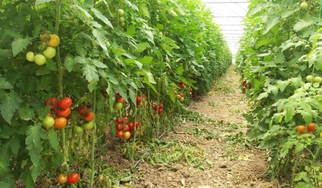 Tarımda Zararlı ve Hastalık Kontrolleri Devam Ediyor