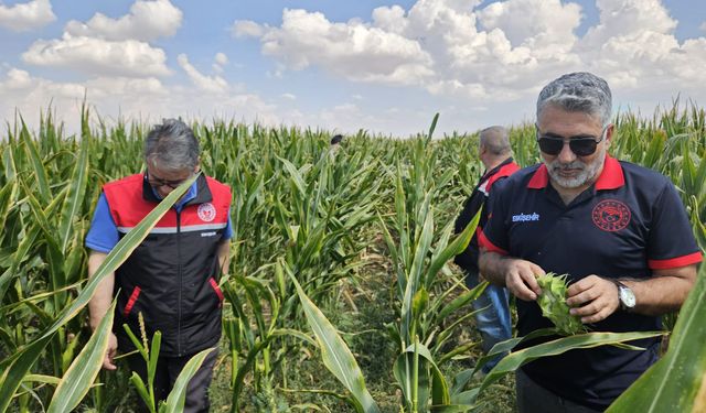 Eskişehir'de Tohumluk Üretimi Zirveye Oynuyor