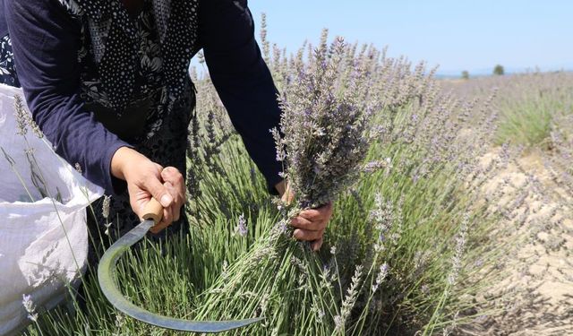 Lavantalar Eskişehir'de El Yordamı ile Hasat Ediliyor