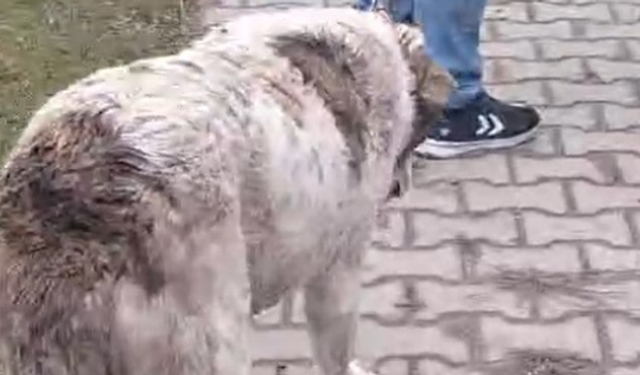 Yaralı Köpeğe Yardım İçin Tüm Trafik Durdu