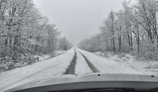 Ormanda Çekilen Fotoğraflar Kartpostallık Görüntü Çıkardı