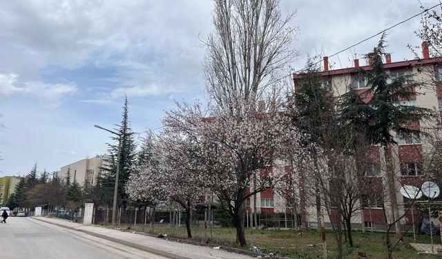 Eskişehir'de Ağaçlar Çiçeklere Büründü