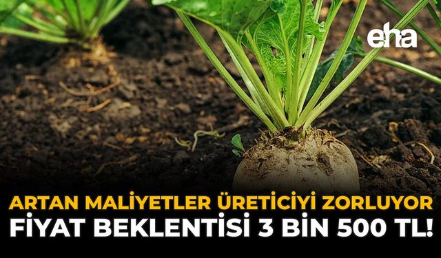 Artan Maliyetler Üreticiyi Zorluyor: Fiyat Beklentisi 3 Bin 500 TL!