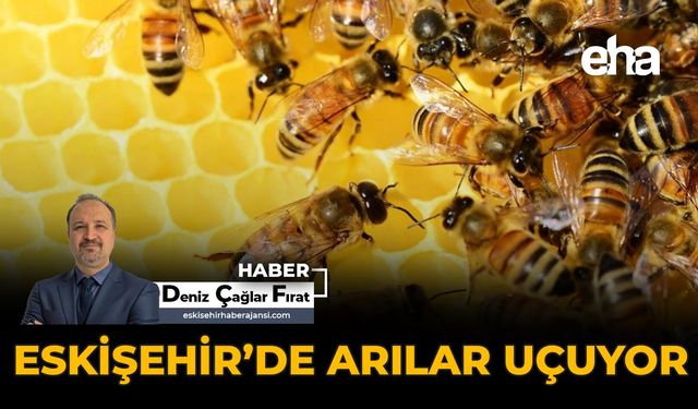 Eskişehir'de Arılar Uçuyor
