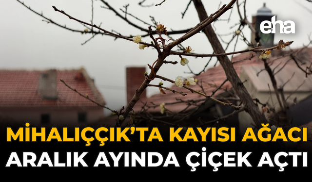 Mihalıççık’ta Kayısı Ağacı Aralık Ayında Çiçek Açtı