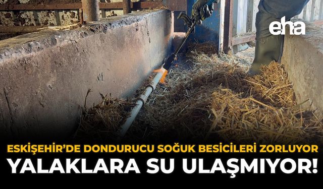 Eskişehir’de Dondurucu Soğuk Besicileri Zorluyor: Yalaklara Su Ulaşmıyor!